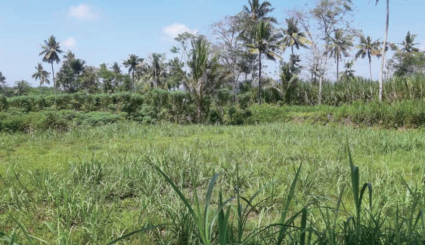 Sewa Aset Tanah Kosong Kelurahan Condro, Pasiran Kab. Lumajang - Foto 2