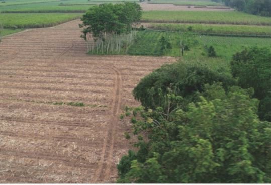 Sewa Aset Tanah Kosong Raya Kunir Klampuk Arum, Darungan, Kab. Lumajang Thumbnail 7