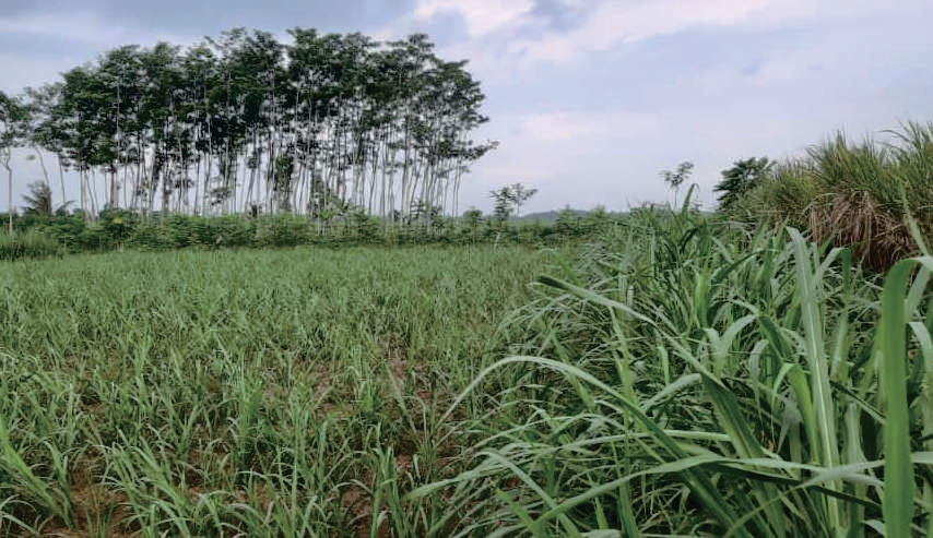 Sewa Aset Tanah Kosong Raya Kunir Klampuk Arum, Darungan, Kab. Lumajang - Foto 2