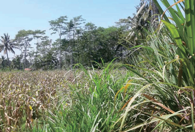 Sewa Aset Tanah Kosong Kelurahan Condro, Pasiran Kab. Lumajang Thumbnail 9