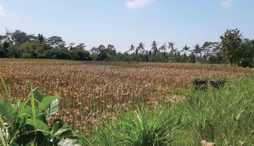 Sewa Aset Tanah Kosong Kelurahan Condro, Pasiran Kab. Lumajang - Foto 3