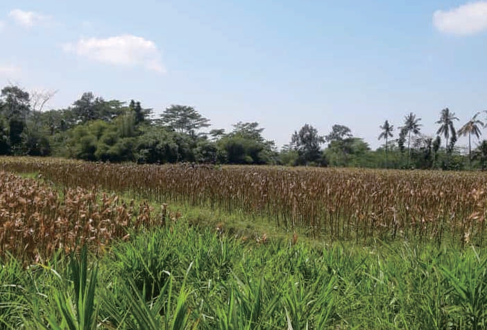 Sewa Aset Tanah Kosong Kelurahan Condro, Pasiran Kab. Lumajang Thumbnail 7