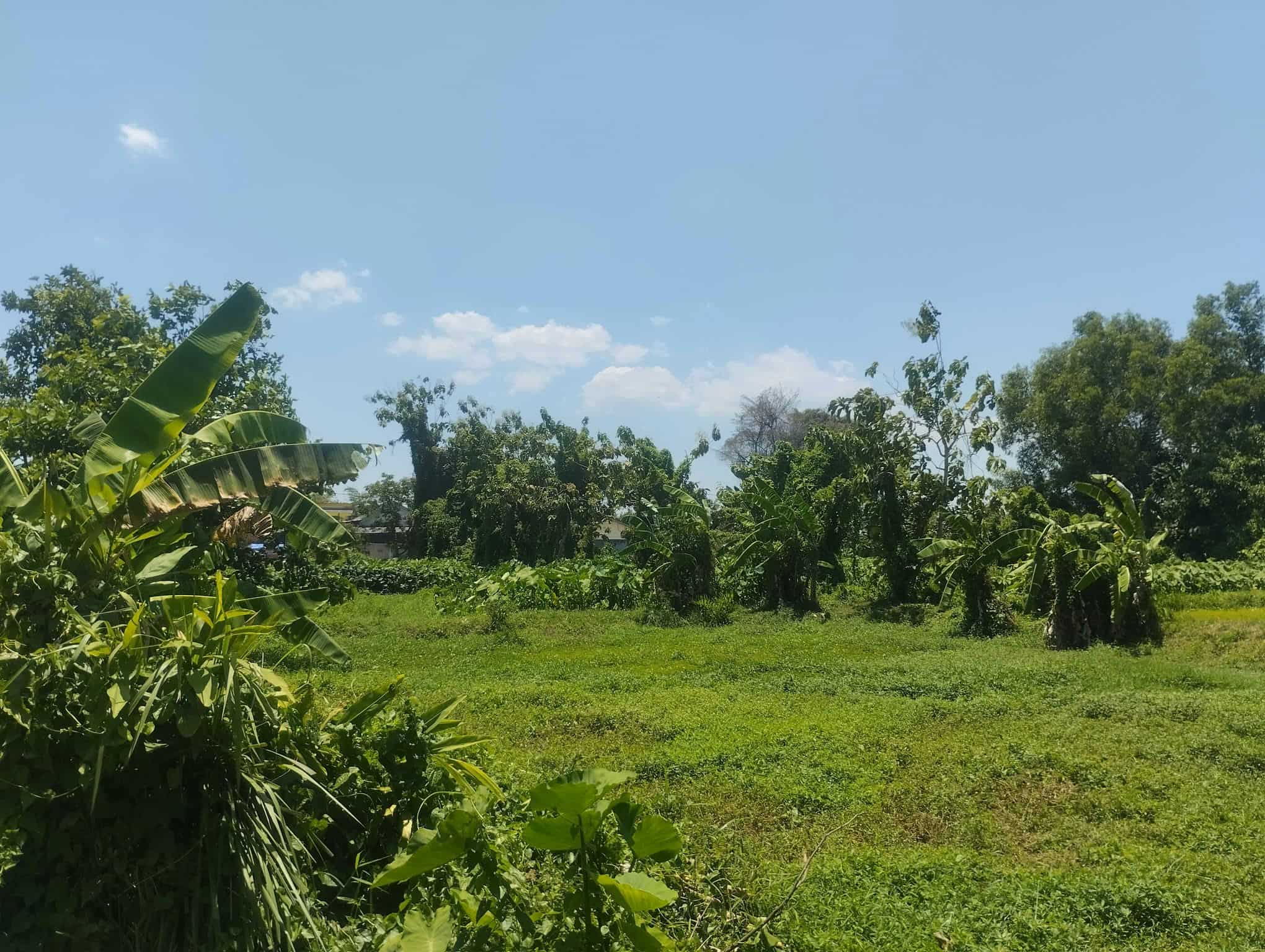 Sewa Aset Tanah Kosong Kebun Rumput Kemayoran, Kab. Bangkalan - Desa Kemayoran Bangkalan - Foto 3