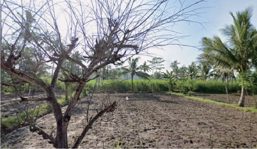 Sewa Aset Tanah Kosong Kelurahan Condro, Pasiran Kab. Lumajang